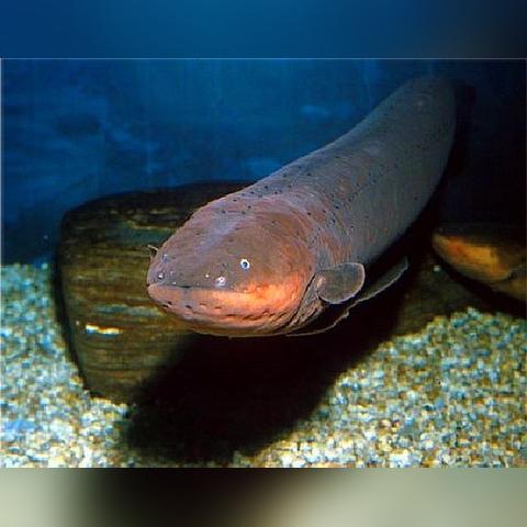 《堕落之主》毒素标枪攻略：高效获取新技巧揭秘