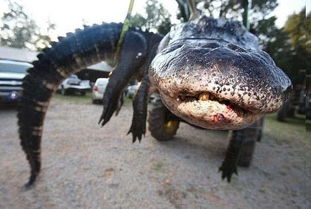 产后妈妈捕获巨鳄，奇材变身家居艺术品香肠