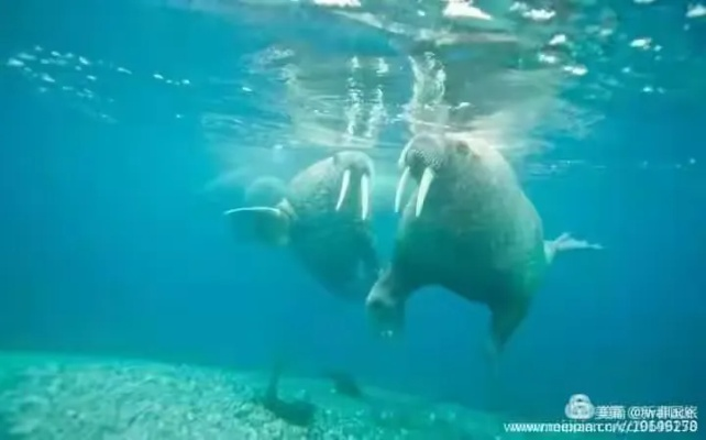 光影研学揭秘：水界旖旎第二天攻略秘籍