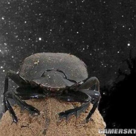 《星空》武器店攻略：高效偷窃技巧大揭秘，轻松升级！