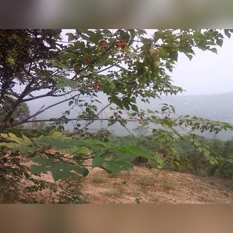 用猪食洗碗引骂战，游戏玩家一眼看穿的替代逻辑，藏着多少认知BUG？