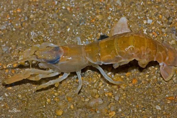 烟台海边爆大量蝼蛄虾？玩家用这招把海滩怪客变成游戏资源密码！