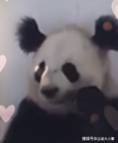 大熊猫长相潦草凭啥走红？玩家视角拆解野生萌点背后的流量密码