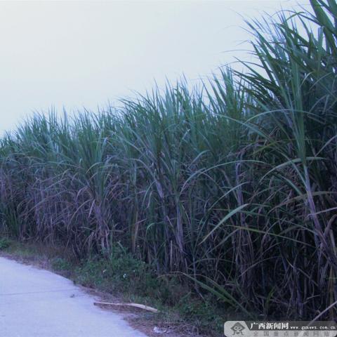 高效打造《我的世界》1.19-1.20自动甘蔗机，解锁高效种植新技能