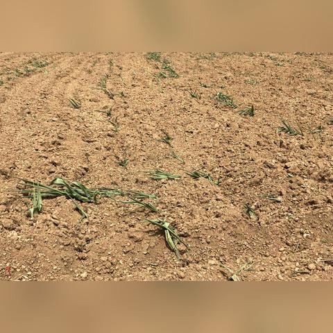 《饥荒》钓鱼技巧深度解析：解锁高效捕鱼新秘籍