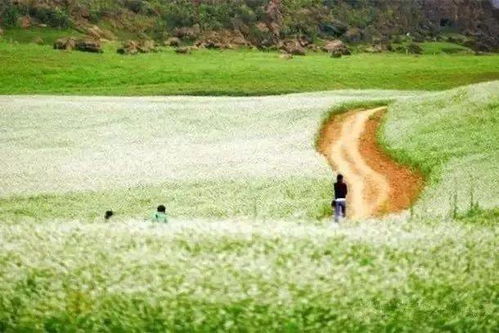 花海秘境探秘：解锁《原神》4.0草地奇遇之旅