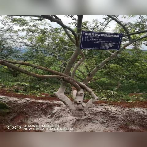 为什么老玩家都在用芒果玩加？30天手游实战告诉你答案