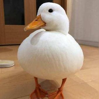 男子抓柯尔鸭炖肉赔8千！玩家必懂，宠物鸭和肉鸭的4个致命区别