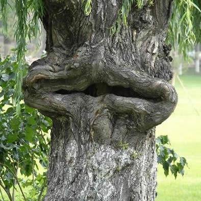 游戏里的食人柳藏着多少阴招？老玩家都栽过的3个致命机制