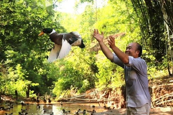 公园鸭子被游客绑走，管理员喊话筒都哑了，这届游客为啥连公园原住民都不放过？