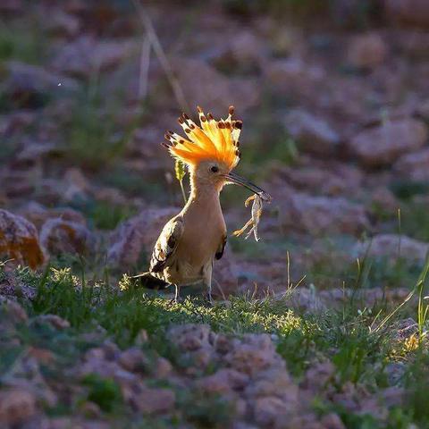 蜘蛛森林里能活过7天的人，都偷偷用了这5个隐藏机制
