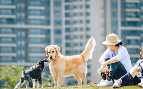 养了3款爆火养狗游戏后，我发现最戳人的从不是撸狗？