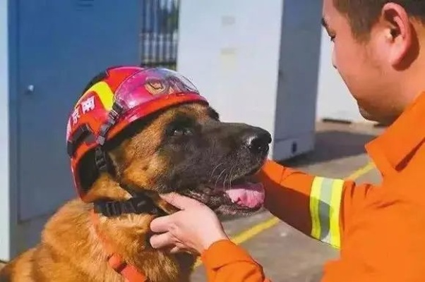 悬崖救援犬感恩回馈，消防英雄深情吻谢