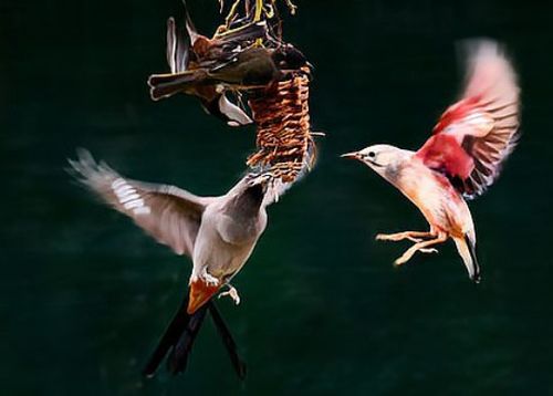 鸟之诗中文版藏着多少未说破的青春遗憾？老玩家用10年体验拆解核心密码