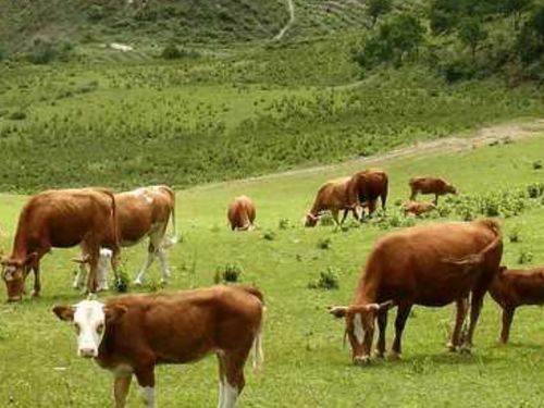 为什么现在的牧场游戏，玩三天就想卸载？老玩家藏5年的养牛盈利密码说破