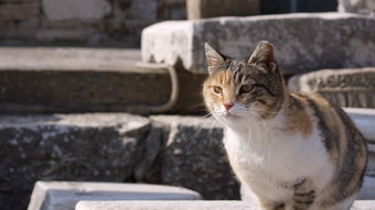 十年猫咪抚养费，土耳其夫妻离婚案新视角