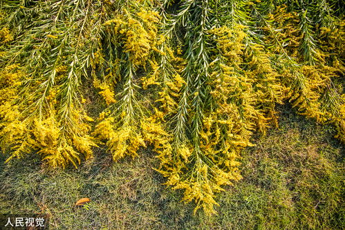 成都惊现加拿大一枝黄花？玩家用游戏思维拆解植物入侵的隐藏关卡