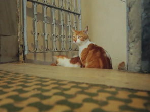 独自输液遇流浪猫陪护，游戏外的隐藏治愈任务，为什么戳中了所有玩家的柔软？