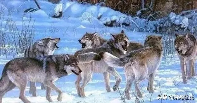 群狼吧玩家必看，为什么你总在深夜被围猎？5个被忽略的生存细节直接改写结局