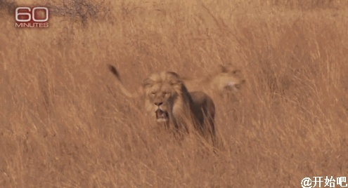 东非狮吼到底藏着多少隐藏机制？老玩家实测300小时才摸透的输出密码