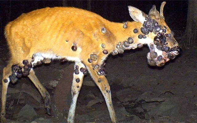 辐射吞噬者：切尔诺贝利惊现耐高辐射真菌新奇迹