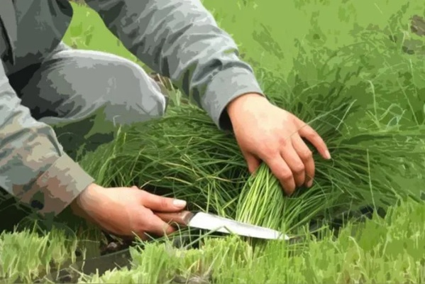 盗数计时是游戏割韭菜的隐藏刀？玩家实测3天揭露数值偷改的真相