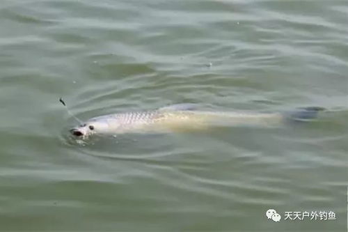 利齿青鱼到底藏着多少杀招？老玩家都未必摸透的水域霸主实战拆解