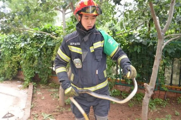 2米长蛇闯公司吓跑员工？游戏老炮拆穿，这是你没上过的生存实操课