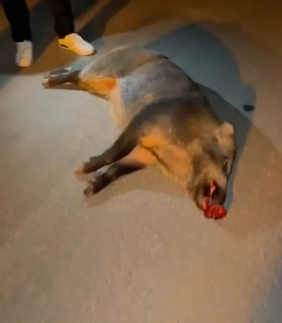 特斯拉车祸真相：国道野猪事件车主全责判罚解析