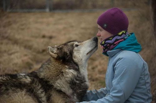 切尔诺贝利禁地奇观：40年狗群基因变异，揭秘蓝色狗进化之谜