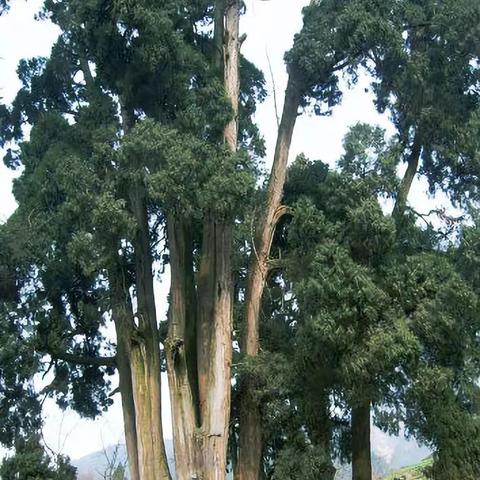 盛大传奇私服客户端真能找回当年感觉？老玩家亲测3款冷门端的隐藏门道