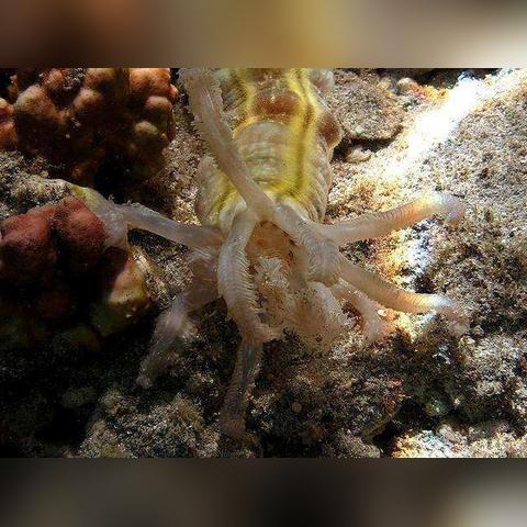 星际争霸2虫群之心战役藏了多少没玩透的细节？老玩家都在找的实战共情点全在这