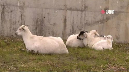 微信羊了个羊第二关怎么过？我拆解100局找出的3步清场公式，今天就能用