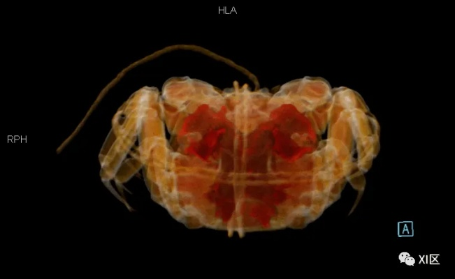 蟹黄CT检测，宠物医院大闸蟹健康扫描新科技