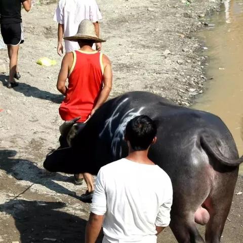 齐牛王为何能成为魔兽世界部落PVP的「精神图腾」10年团战沉淀的3个隐藏密码