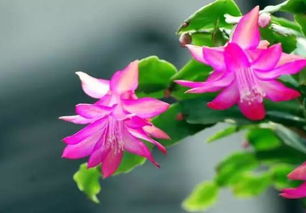 为什么你刷不到游戏里的忧昙花？3个隐藏机制颠覆你的认知