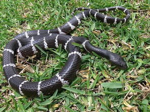 男子直播挖蛇意外遇险，银环蛇咬伤后医院拒用高价血清