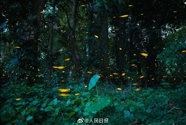 西双版纳热带植物园蜉蝣大爆发引热议？园方回应藏着多少你不知道的生态密码？