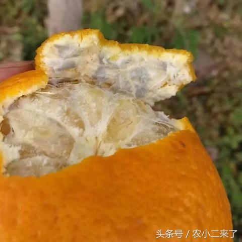 沃柑放柜子1周变霉球？玩家才懂的「背包存货玄学」藏着多少翻车局