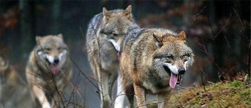 猎杀潜航3新手必看，从0到1上手狼群战术，这5个实战细节90%玩家都错了