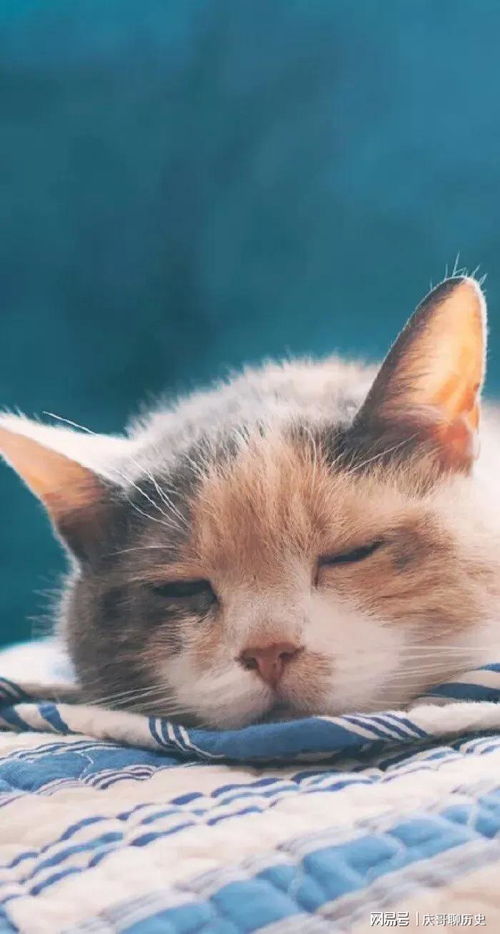 《无限猫猫》财富攻略：铲屎官变资本家，开启财富新篇章