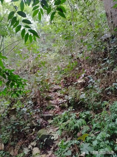 七里坡到底藏了多少秘密？老玩家30小时实测的隐藏线全曝光