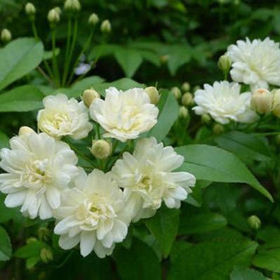 植物大战僵尸隐藏10年的生存真相，为什么你总在第5-7关翻车？