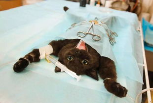 近百只猫吃同一款猫粮死亡？宠主亲历细节曝光，你家粮可能也有隐患！