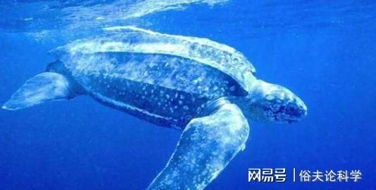 阿凡达2首支预告藏了多少潘多拉秘密？玩家必看的细节拆解与世界观补全