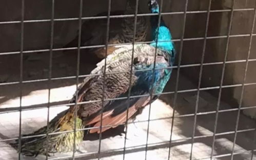 动物园老虎吞孔雀引热议？园区回应藏着3个你没注意的游戏化运营密码