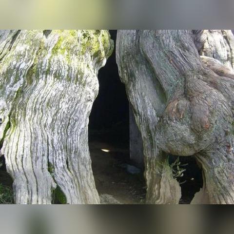 VC2005日文版还能救老游戏？玩家实测3款古董神作的续命密码