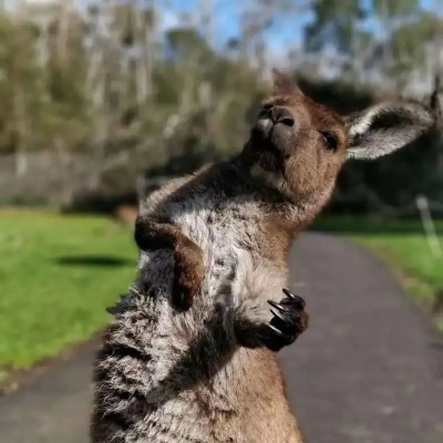 游戏里的袋鼠摇手到底藏着多少你不知道的秘密？