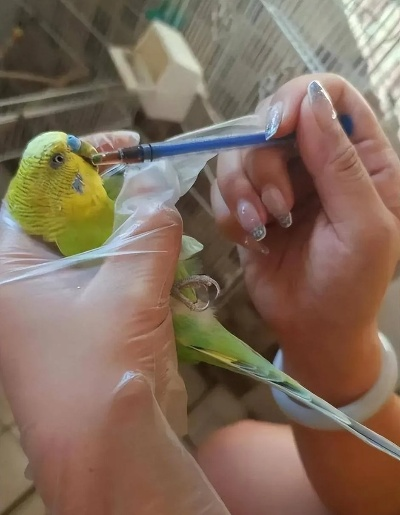 15天鹦鹉热感染揭秘：肝肾受损鹦鹉藏口袋