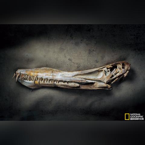 小学生发现上亿年前化石，2025年最新案例揭示青少年古生物学入门实战门道